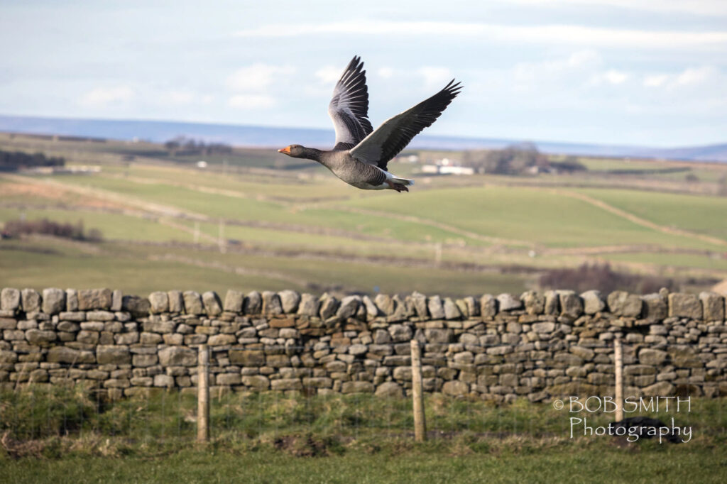 A greylag goose in flight above a field near Oakworth