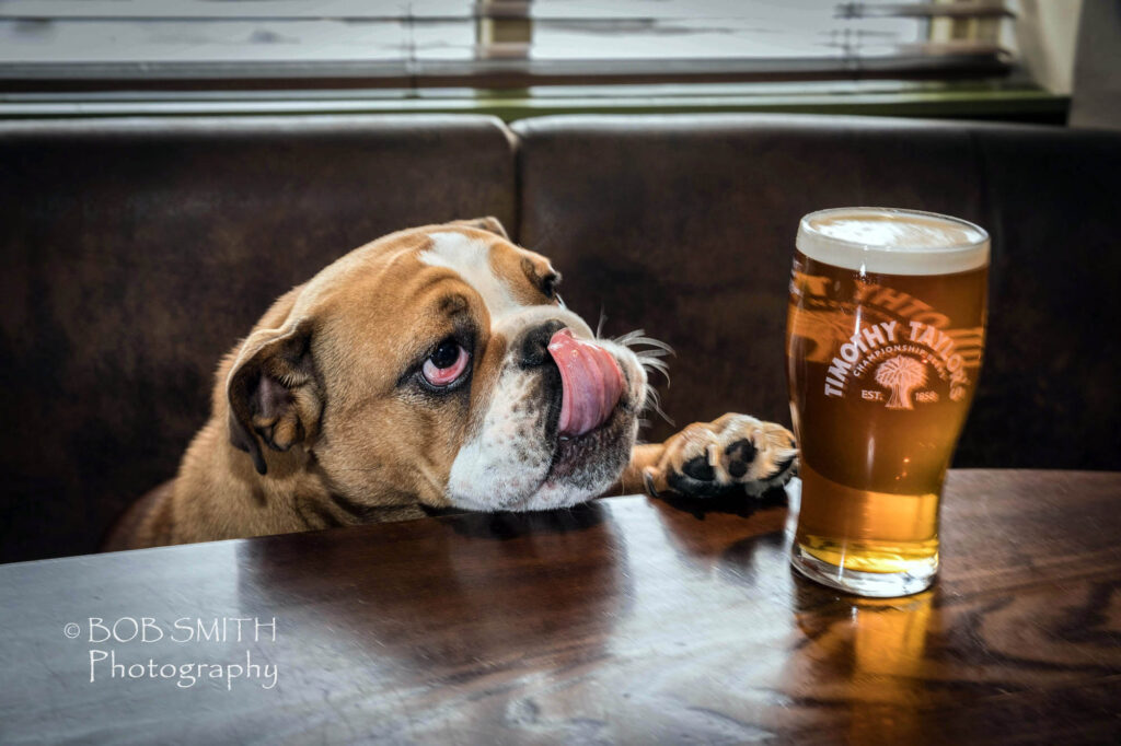 A dog licks its lips next to a pint of beer