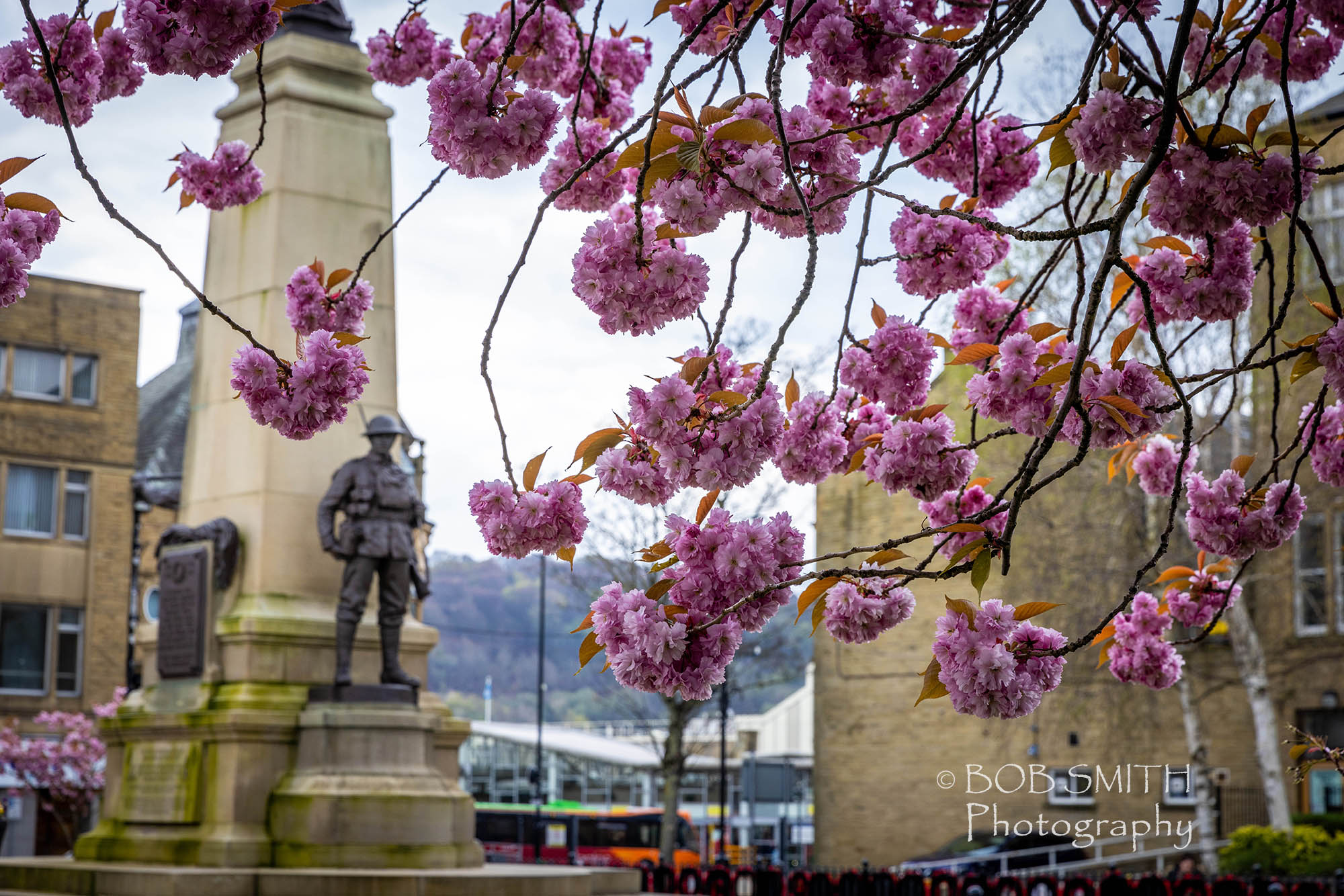 Cherry blossom in Town Hall Square, Keighley