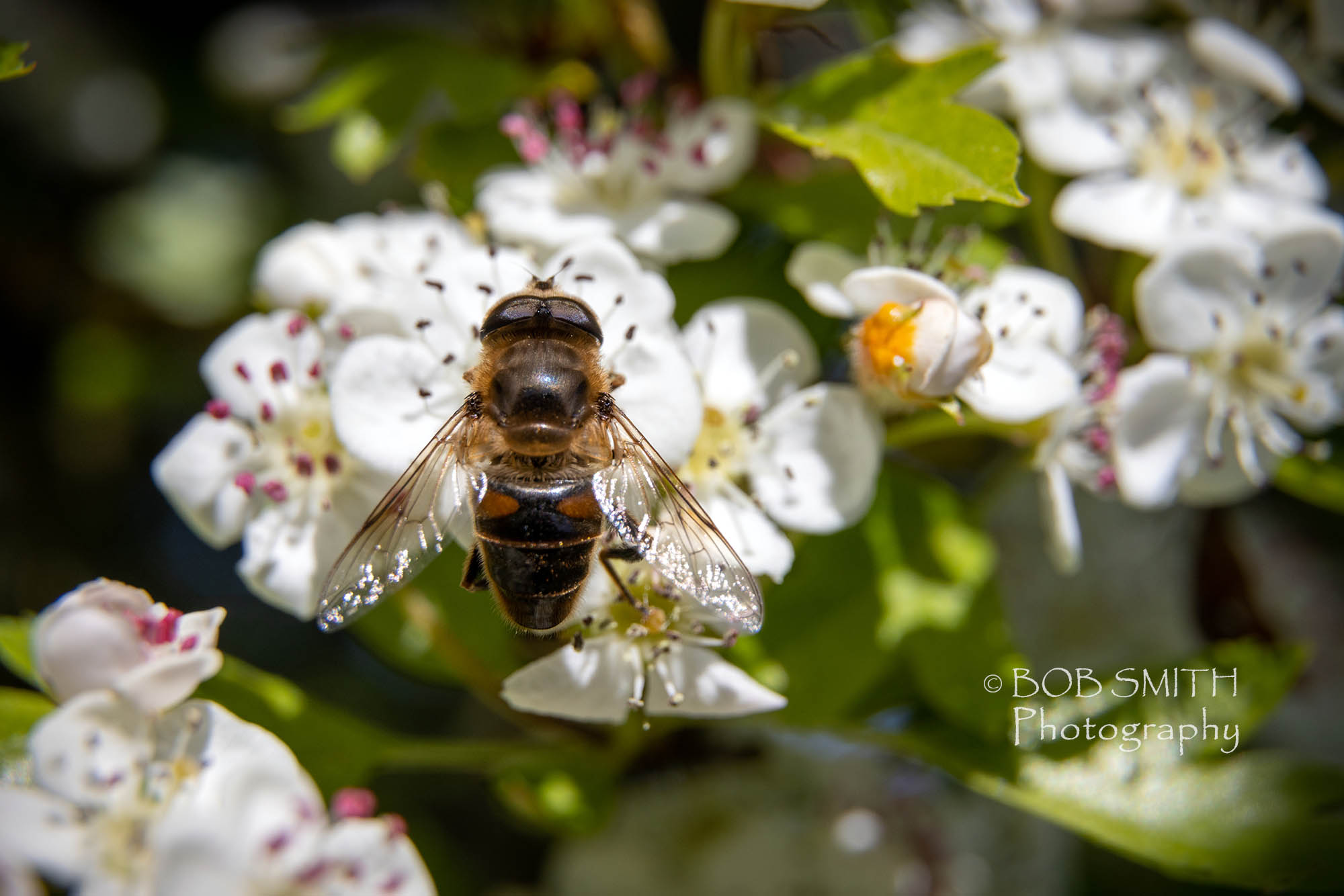 A bee gathers nectar from hawthorn blossoms