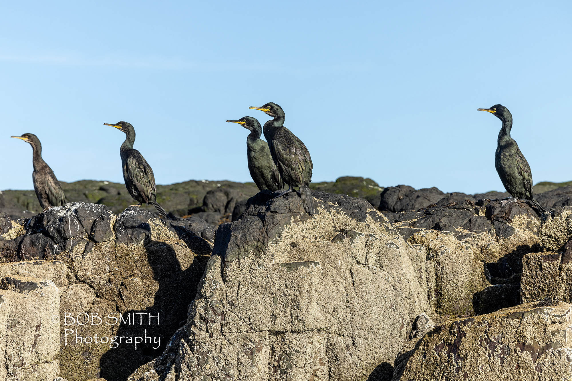 Shags, a species from the cormorant family, perch on one of the Farne Islands off the Northumbiran coast