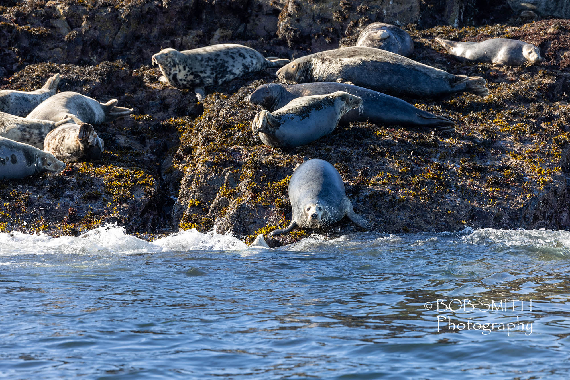 Grey seals basking on the Farne Islands off the Northumbrian coast