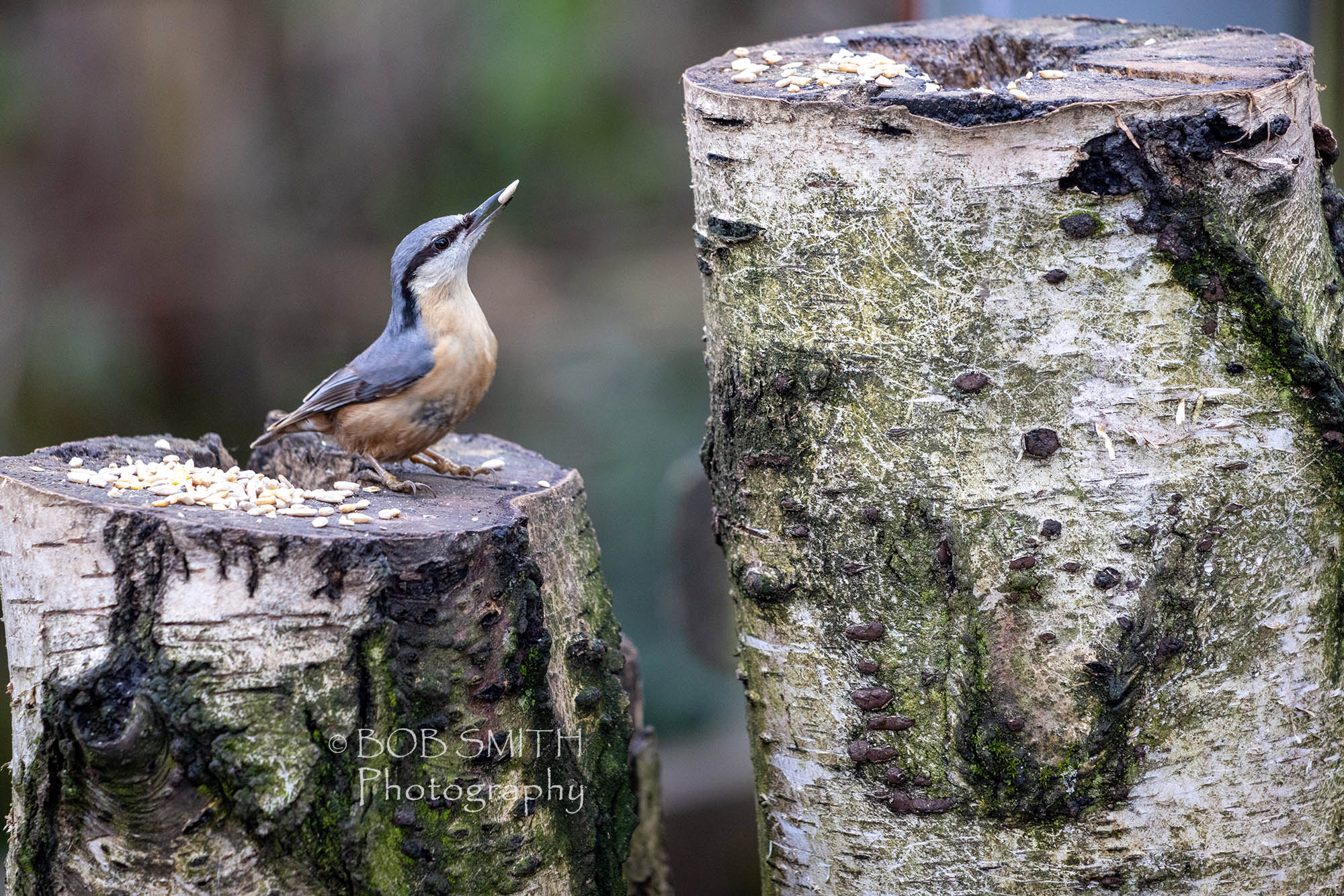 A nuthatch at Middleton Lakes nature reserve, Staffordshire