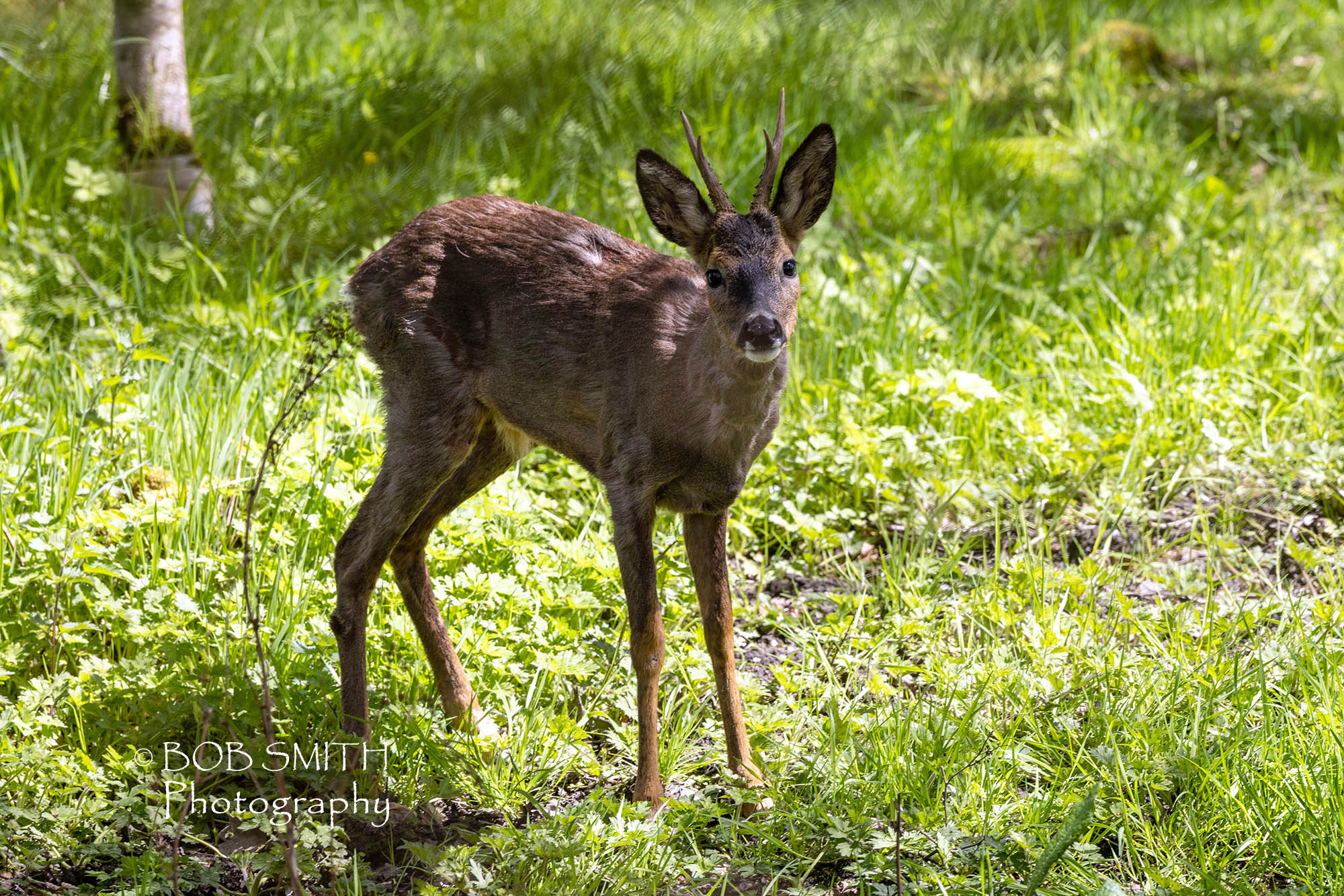 A roe deer fawn in woodland near Keighley