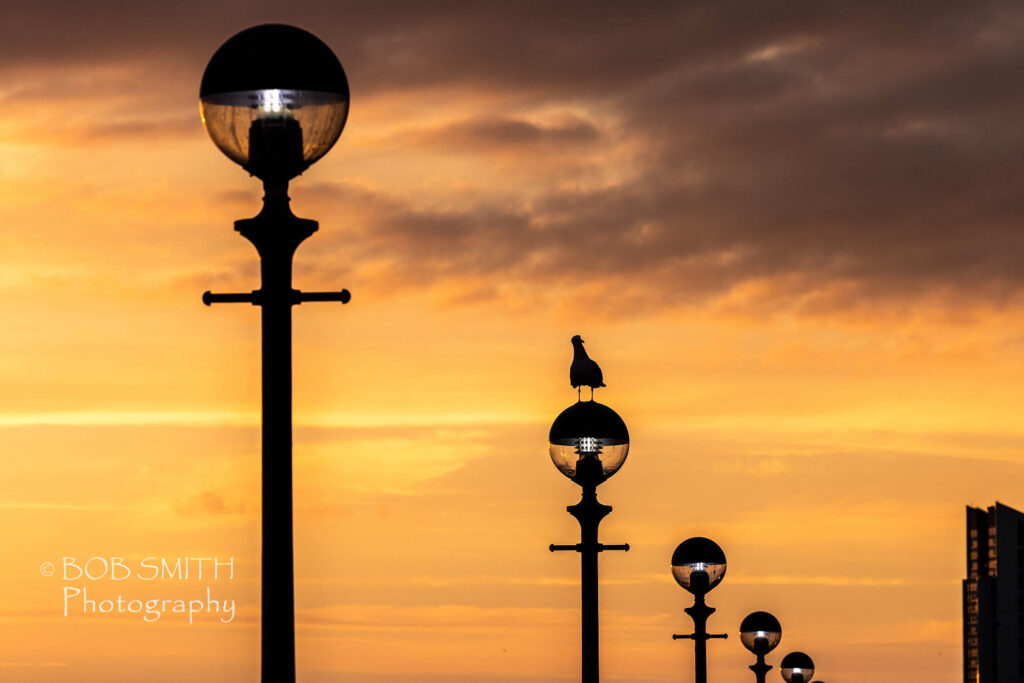 A gull alights on a street lamp on Liverpool Waterfront