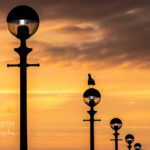 A gull alights on a street lamp on Liverpool Waterfront