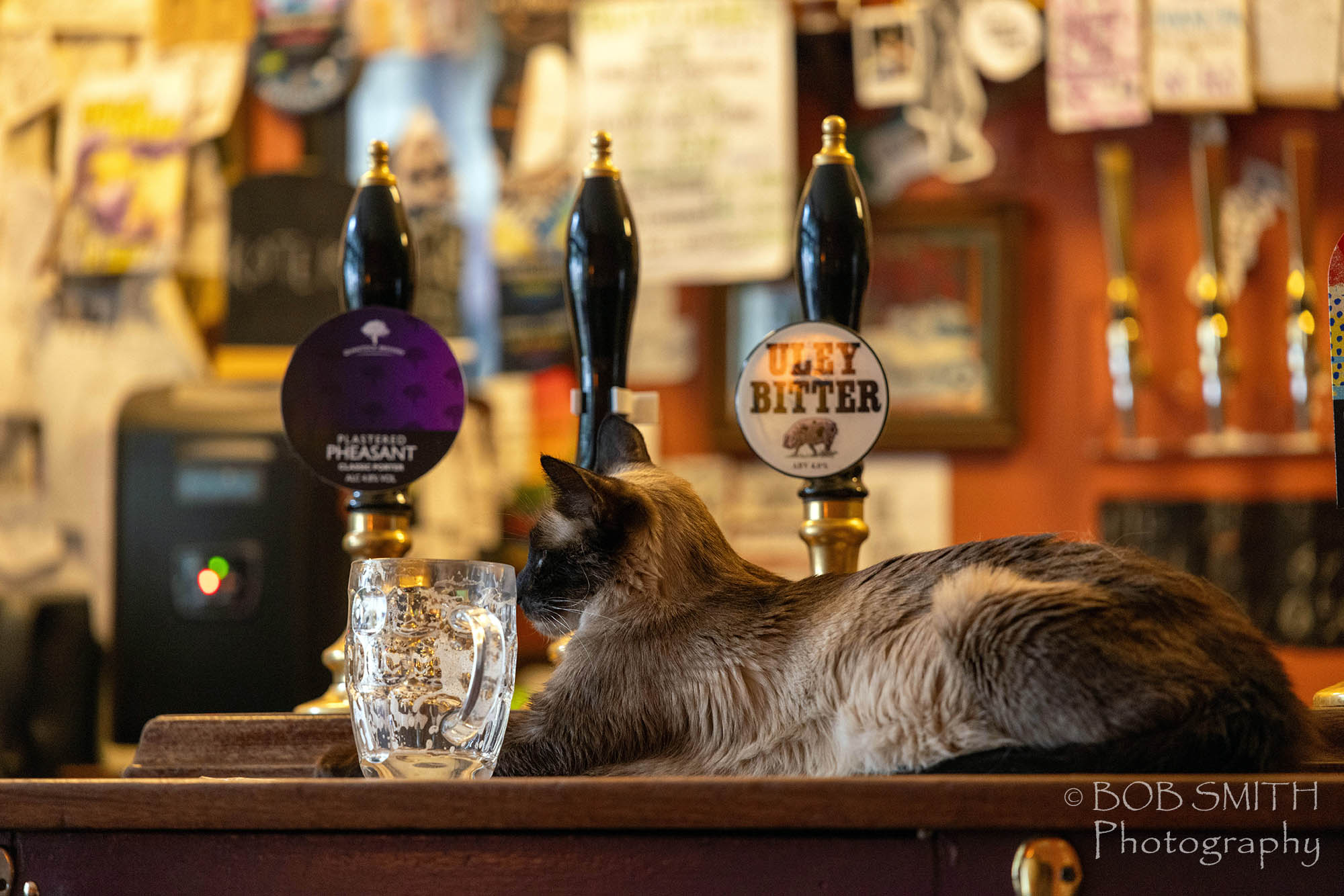 Feline fine at the bar