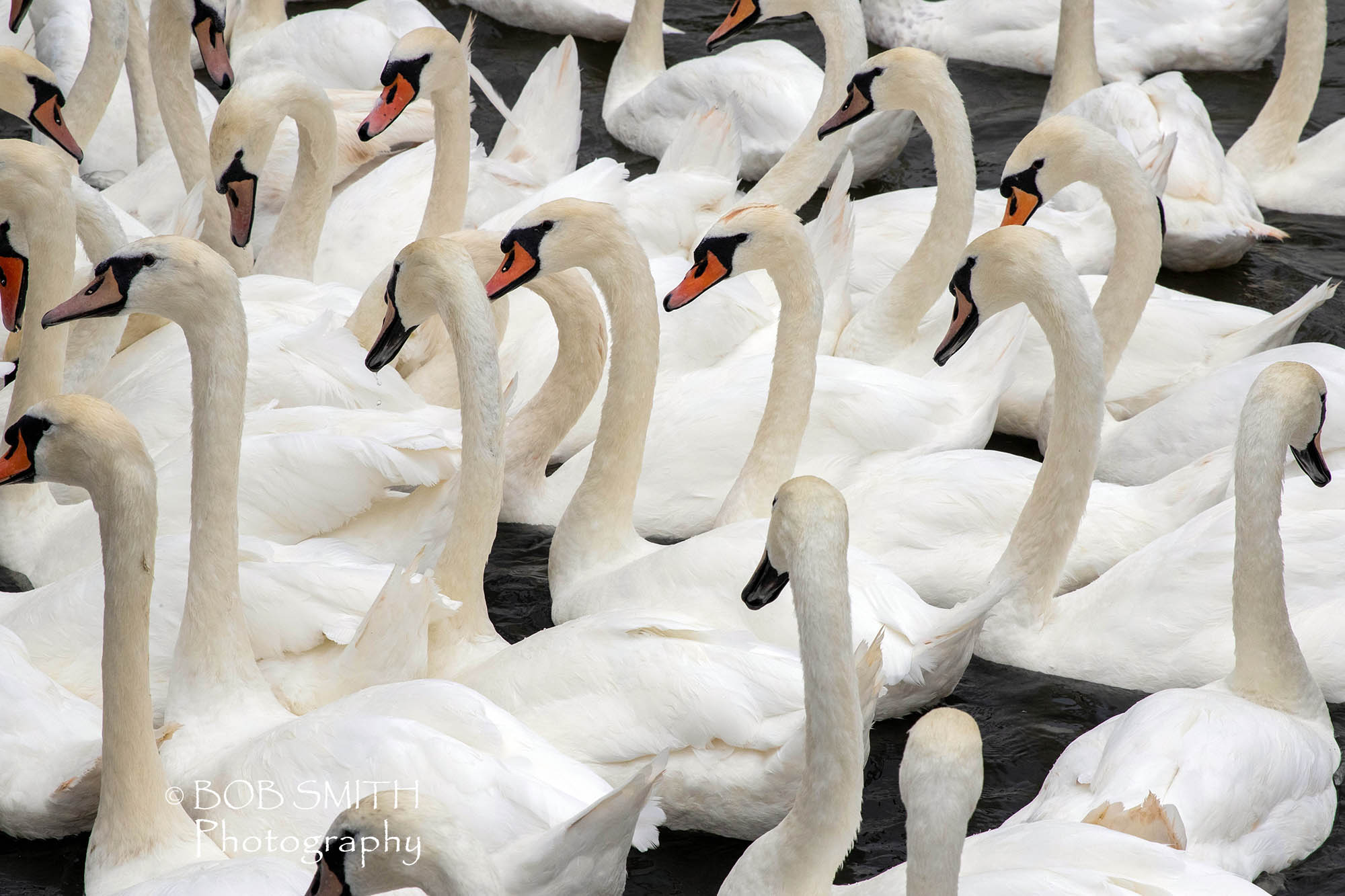 Swans on the River Avon at Stratford upon Avon.