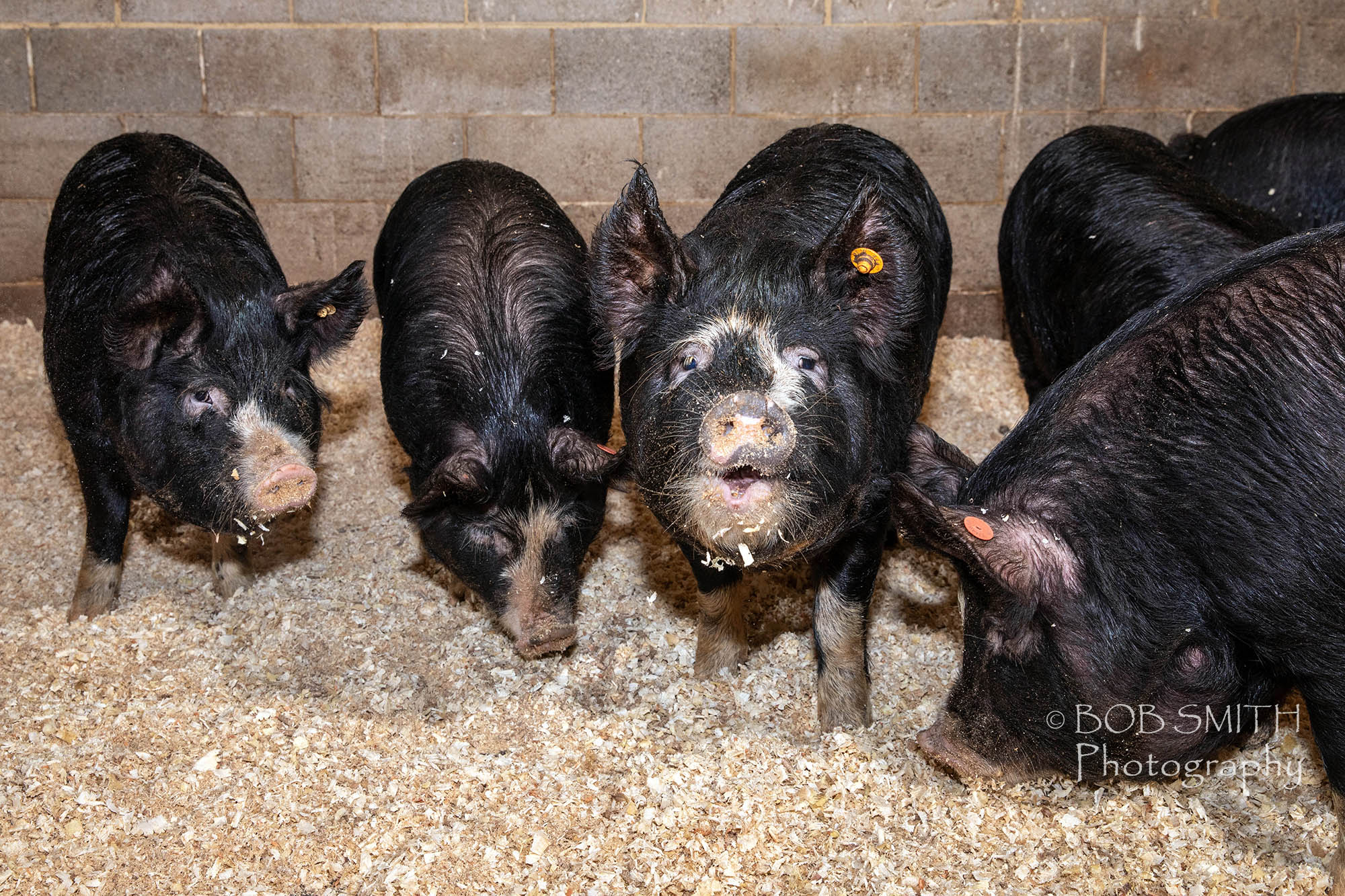 The not-so-fragrant pigs