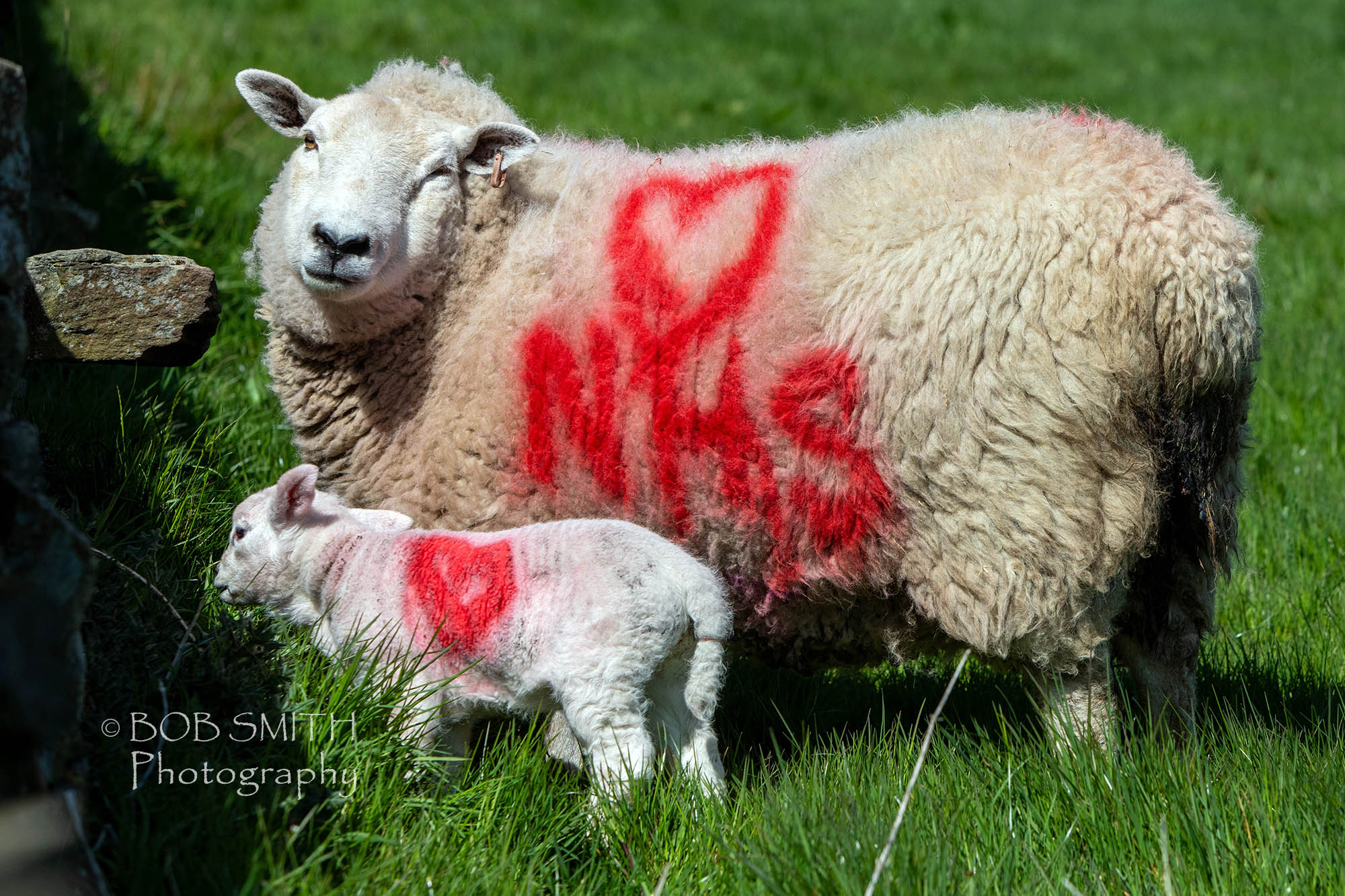 NHS-supporting sheep near Newsholme