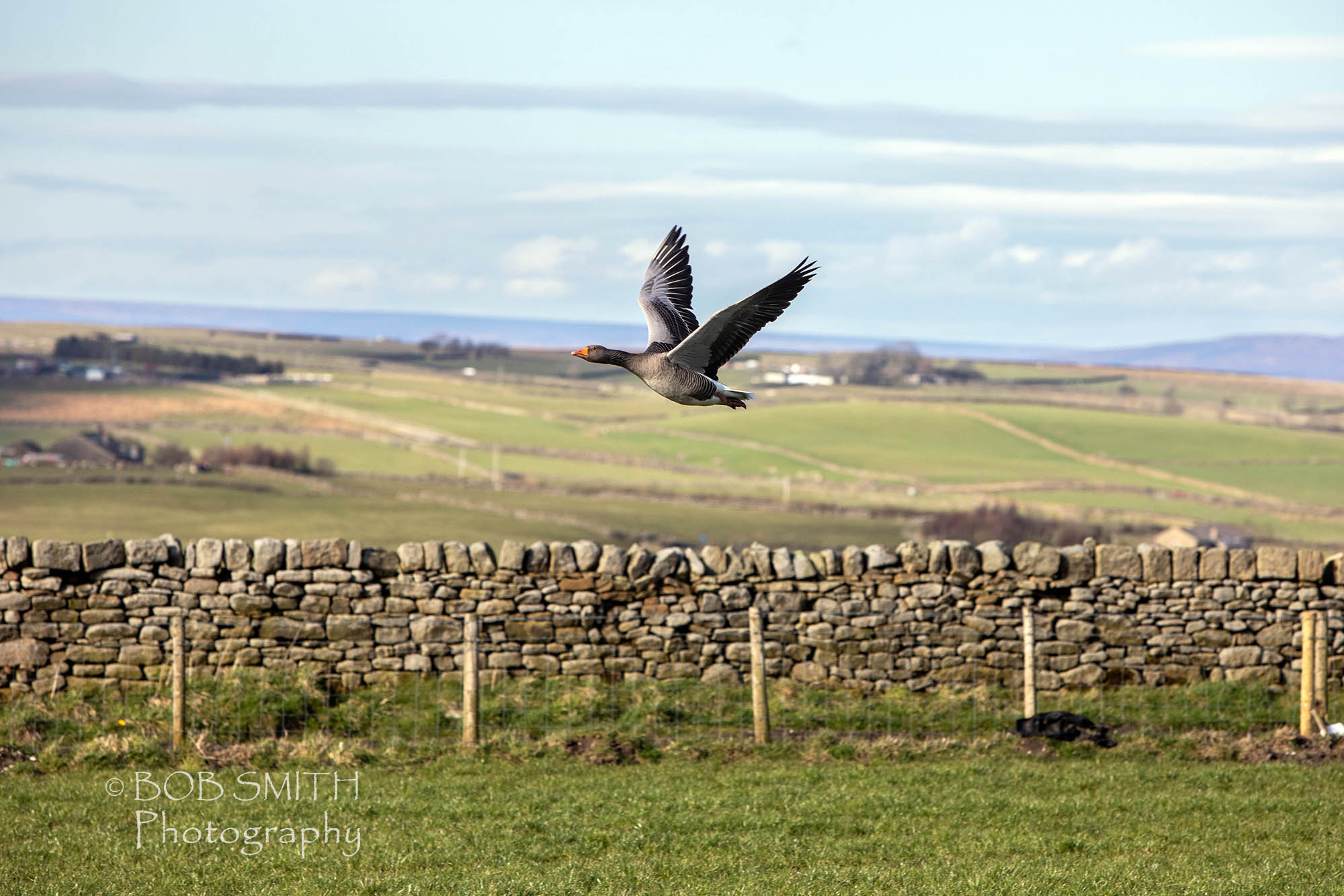 A greylag goose in flight. 