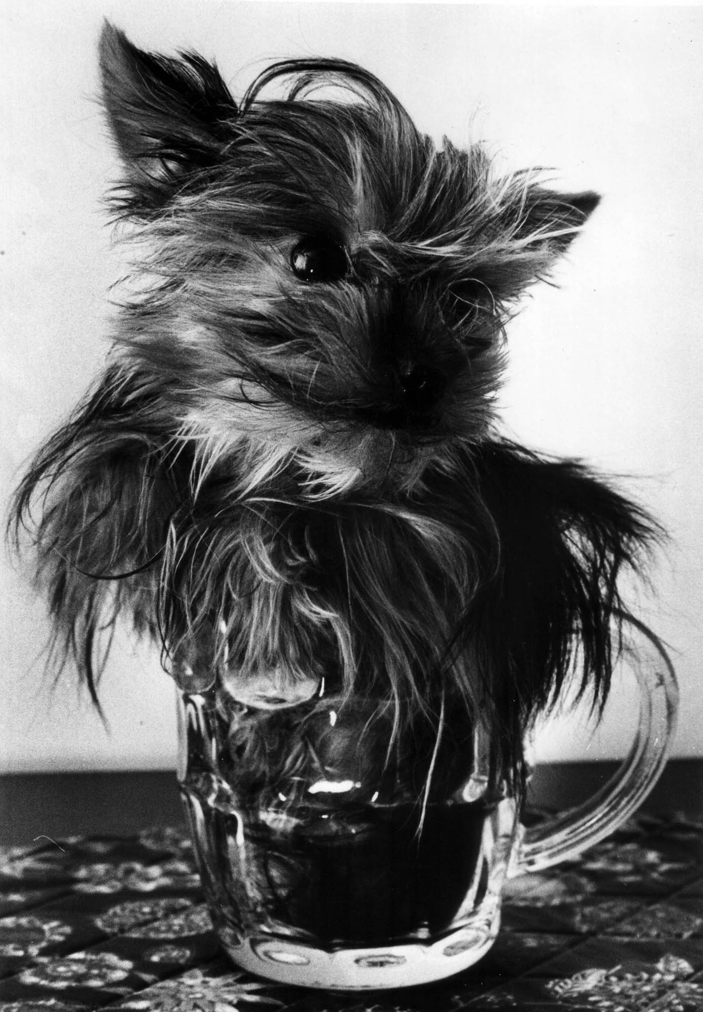 Pint-sized pooch Fleur, a tiny Yorkshire terrier