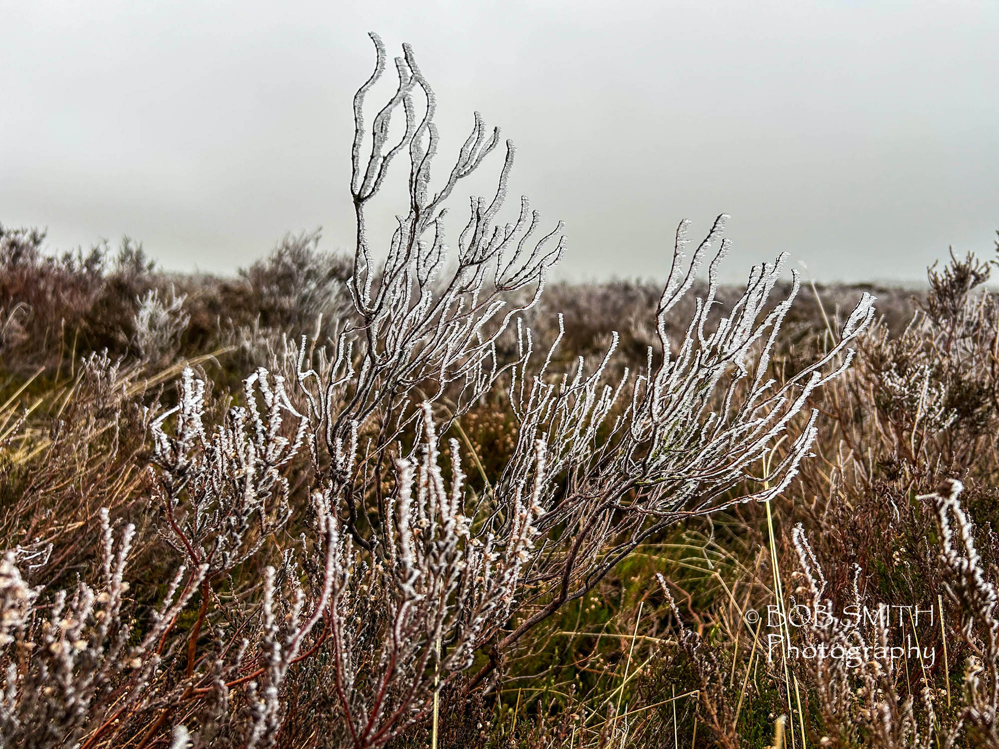 Rime ice on heather