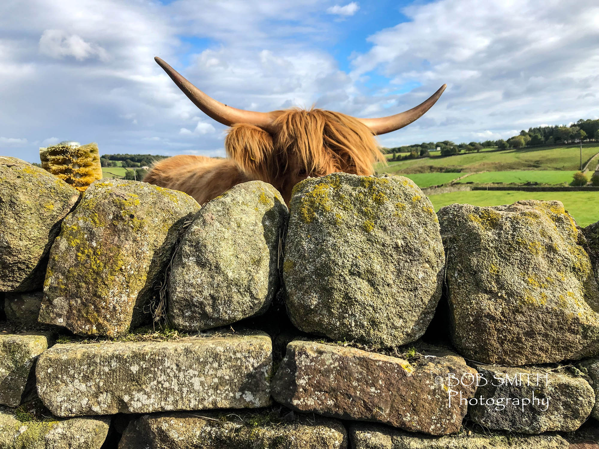 Highland cow