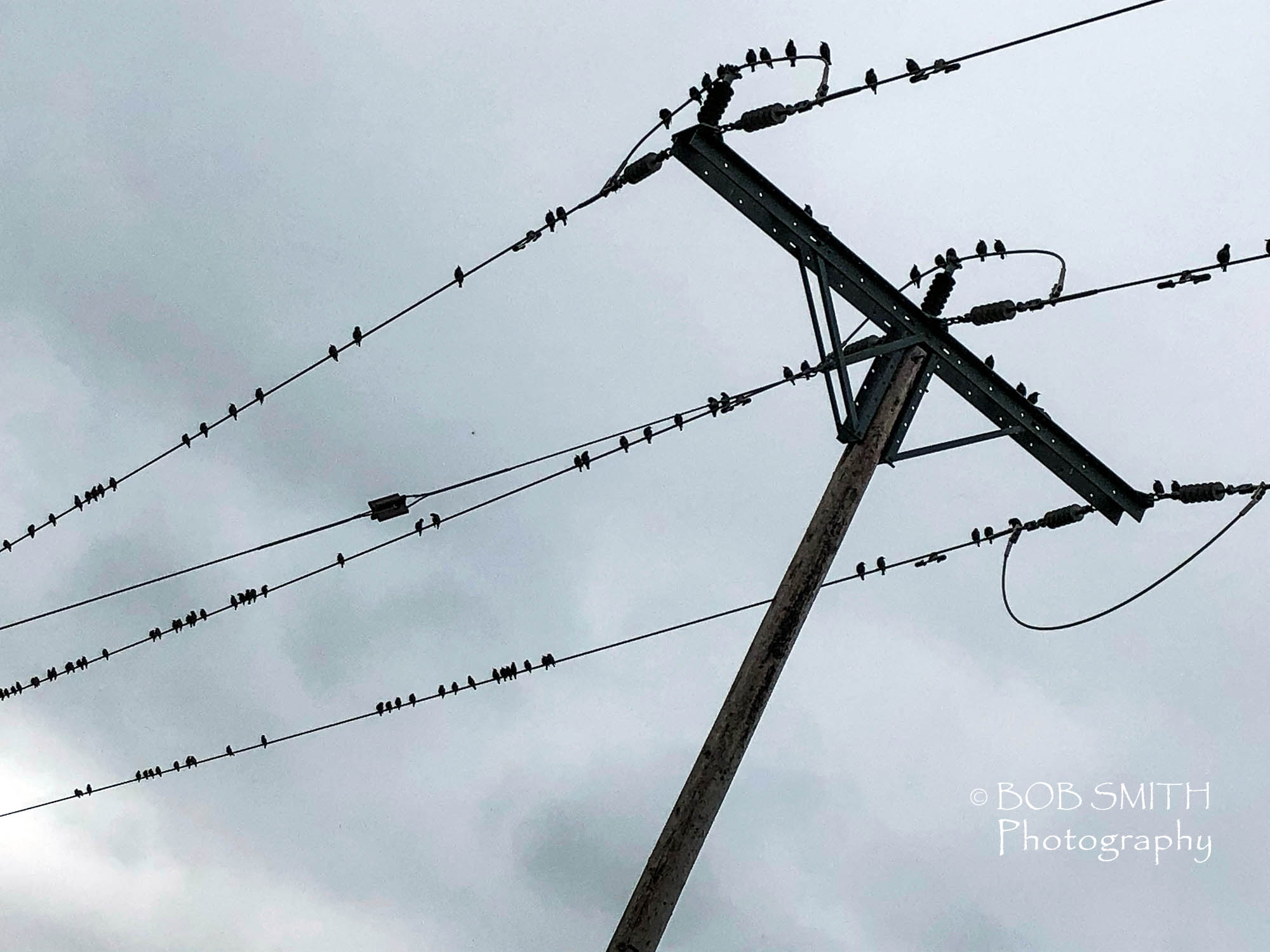 Birds on a wire