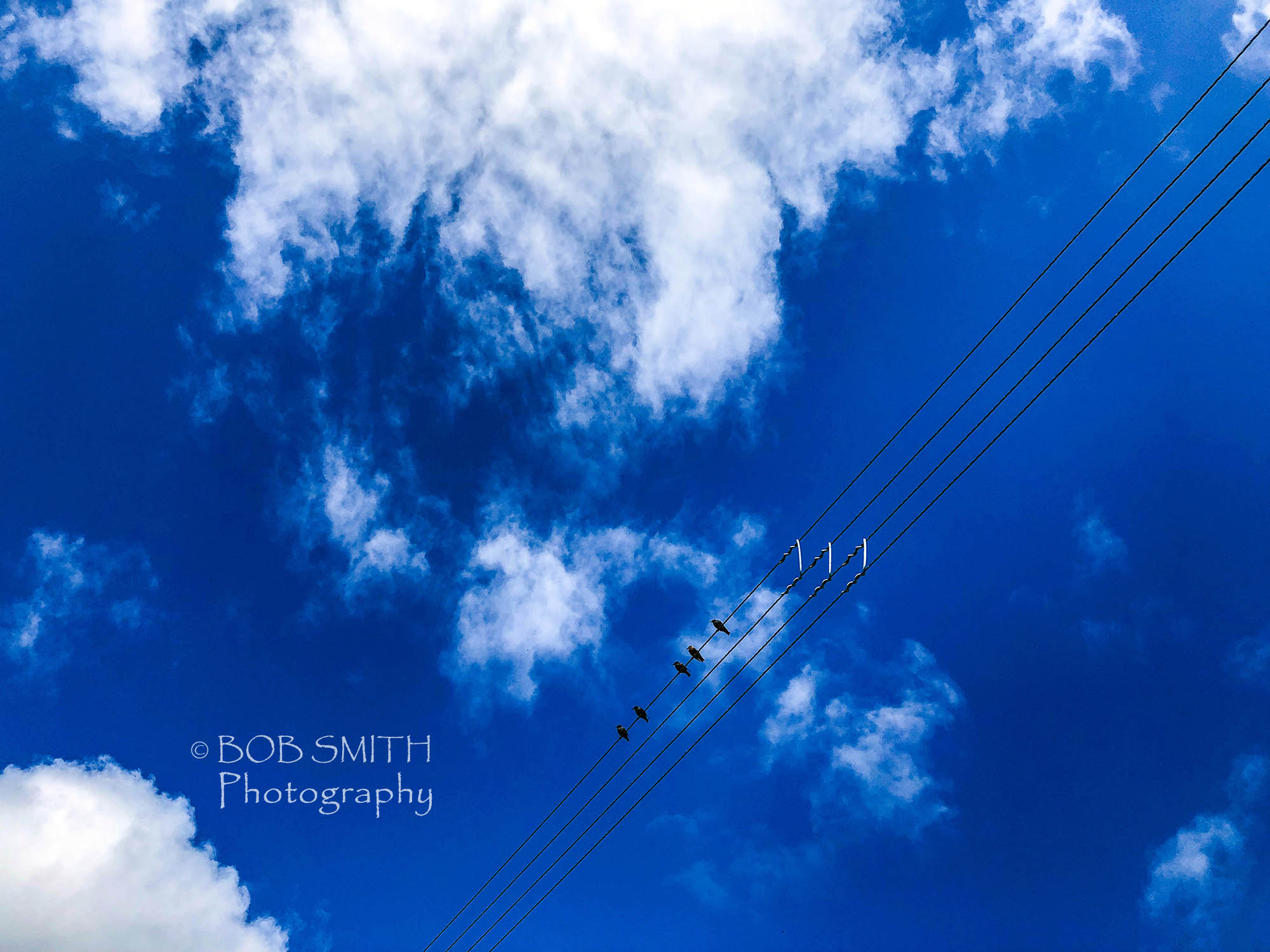 Birds against a blue sky