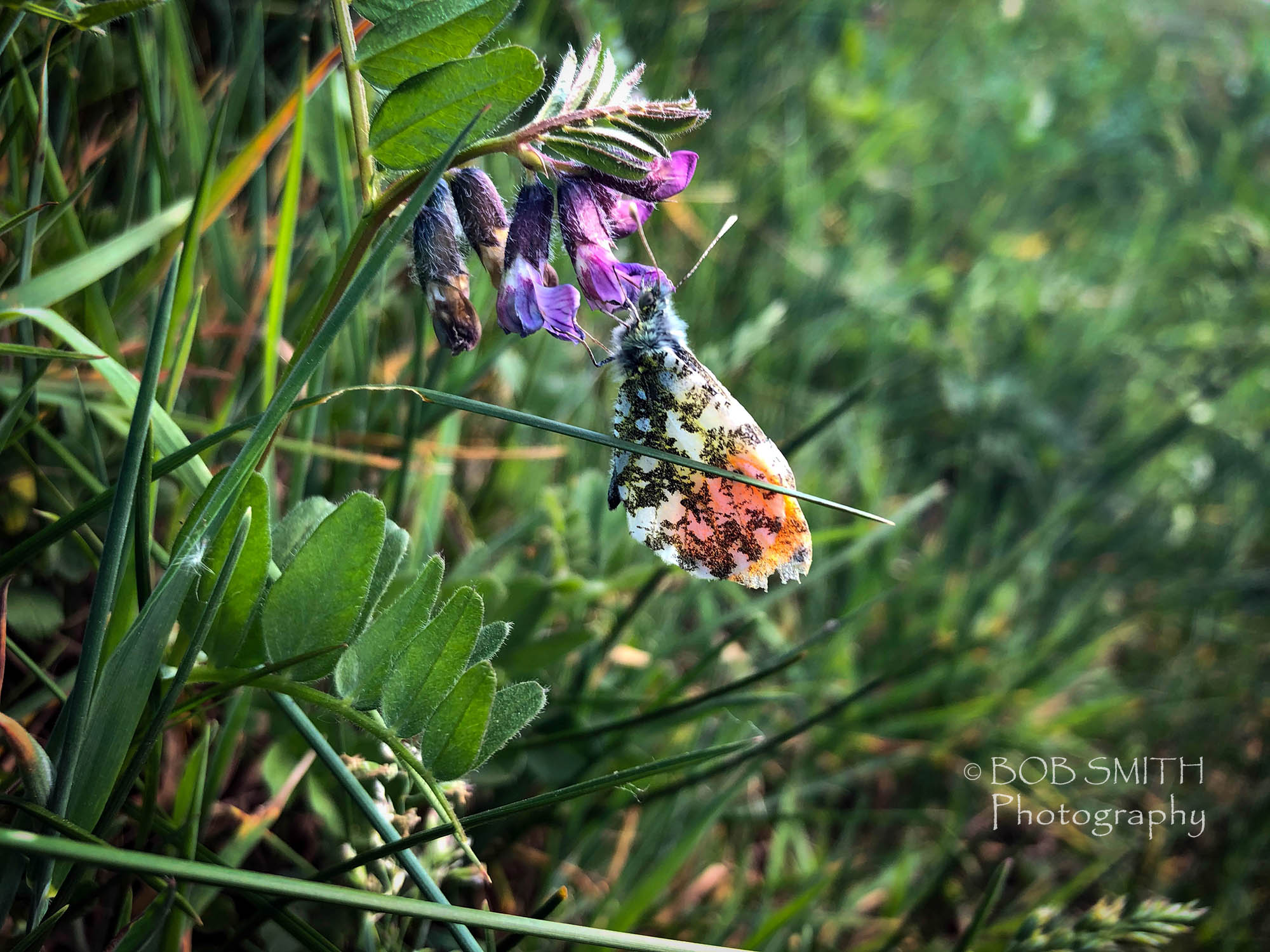 A butterfly on flowers