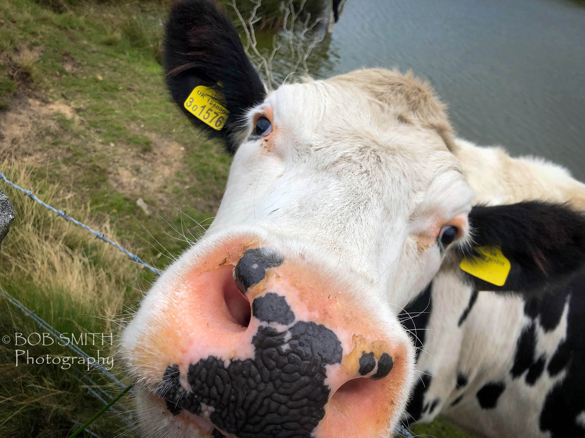 A cow finds my phone of interest