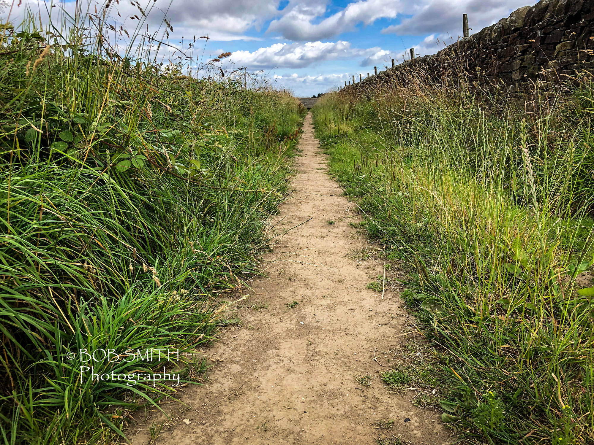 A footpath in summer