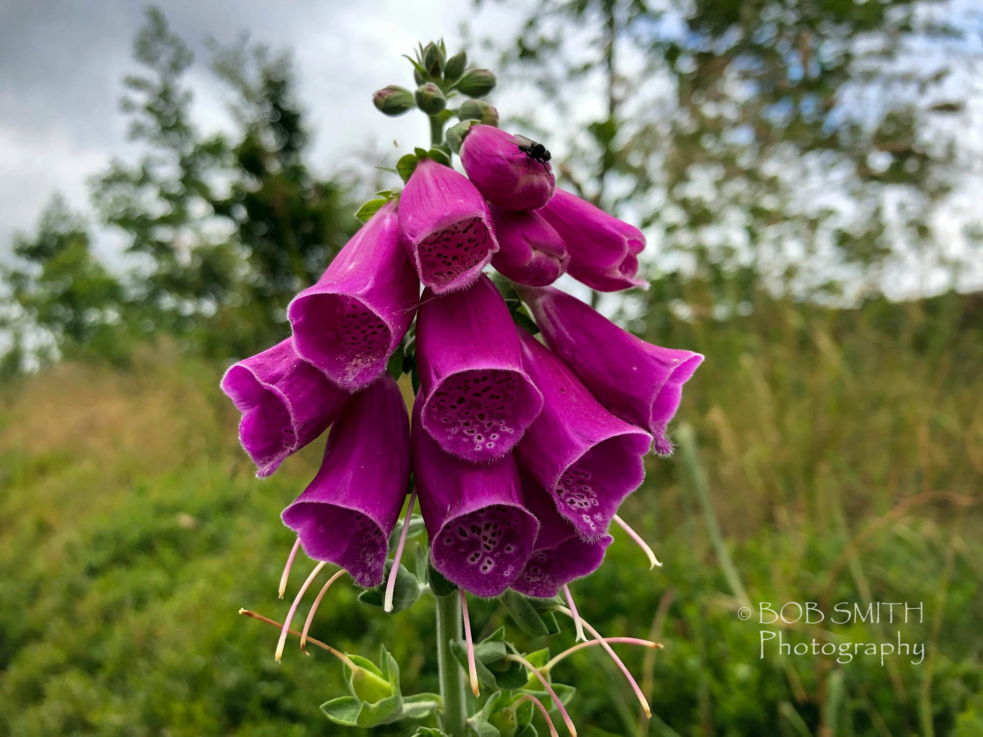 Foxgloves