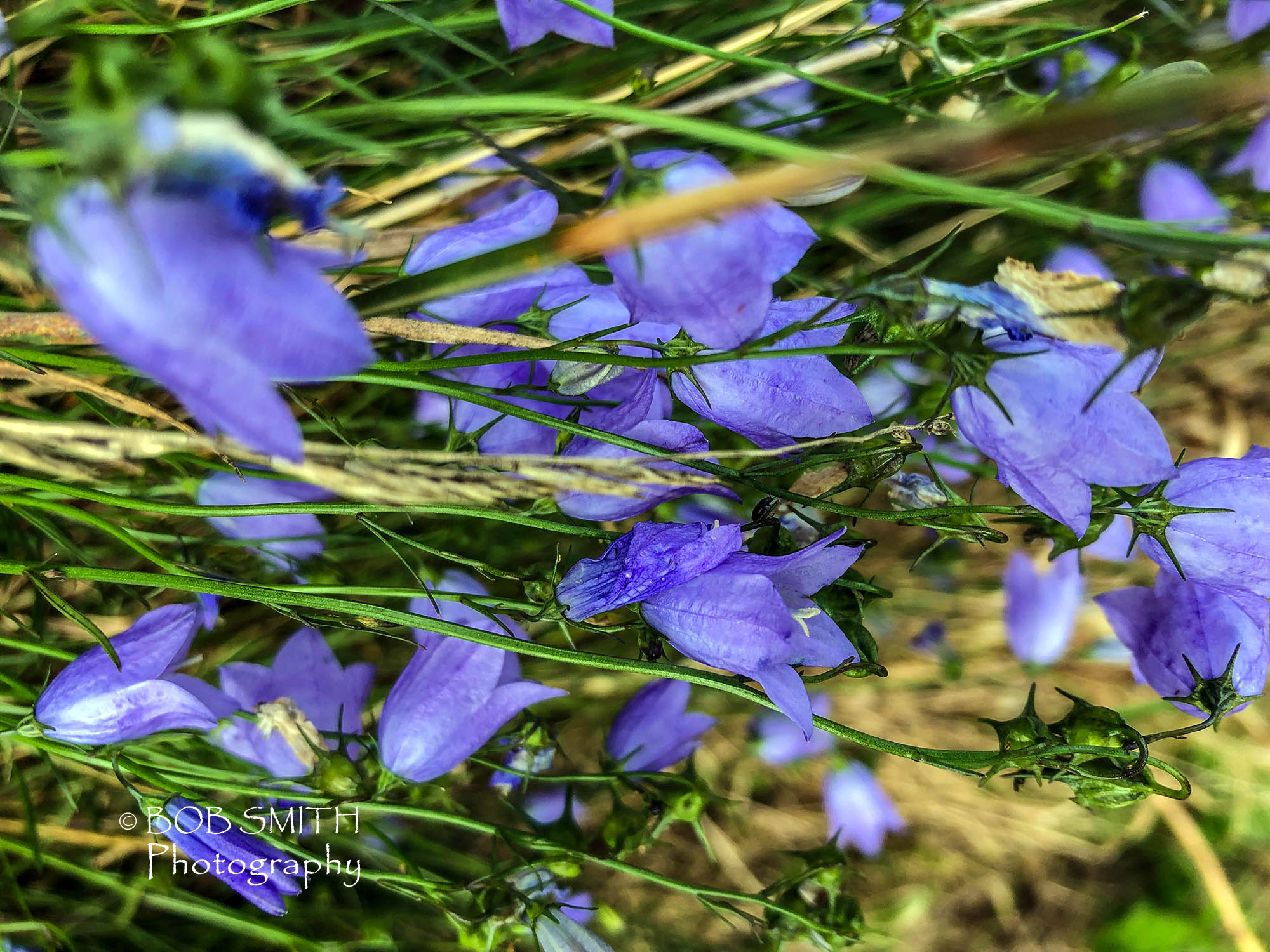 Harebells