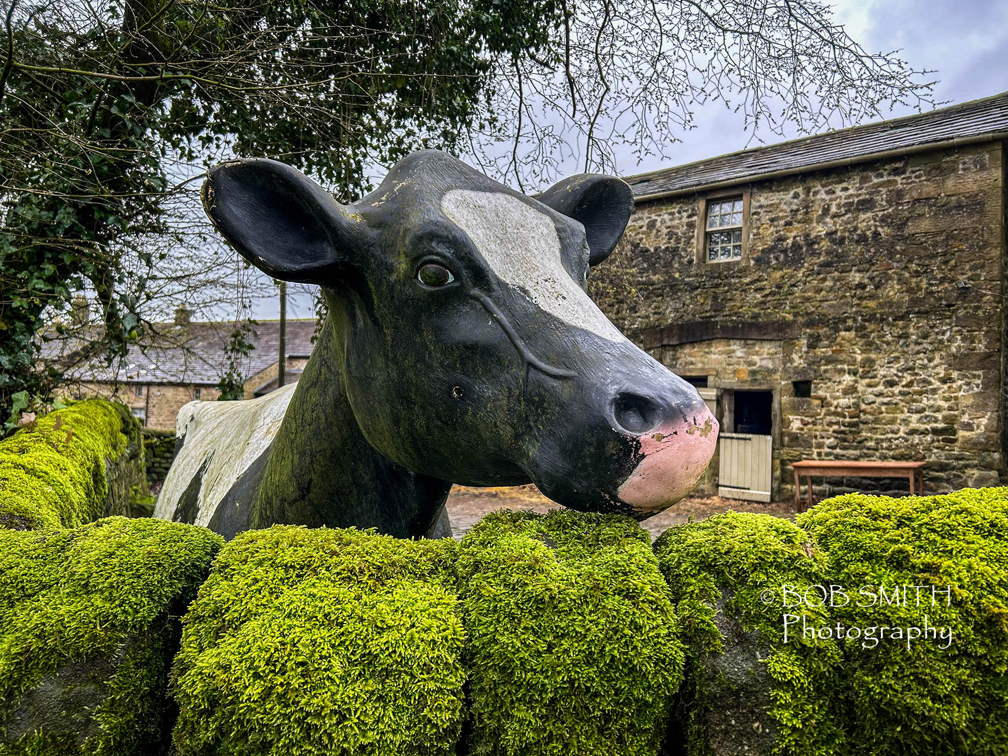 A plastic cow peers over the wall in the Yorkshire Dales village of Rylstone