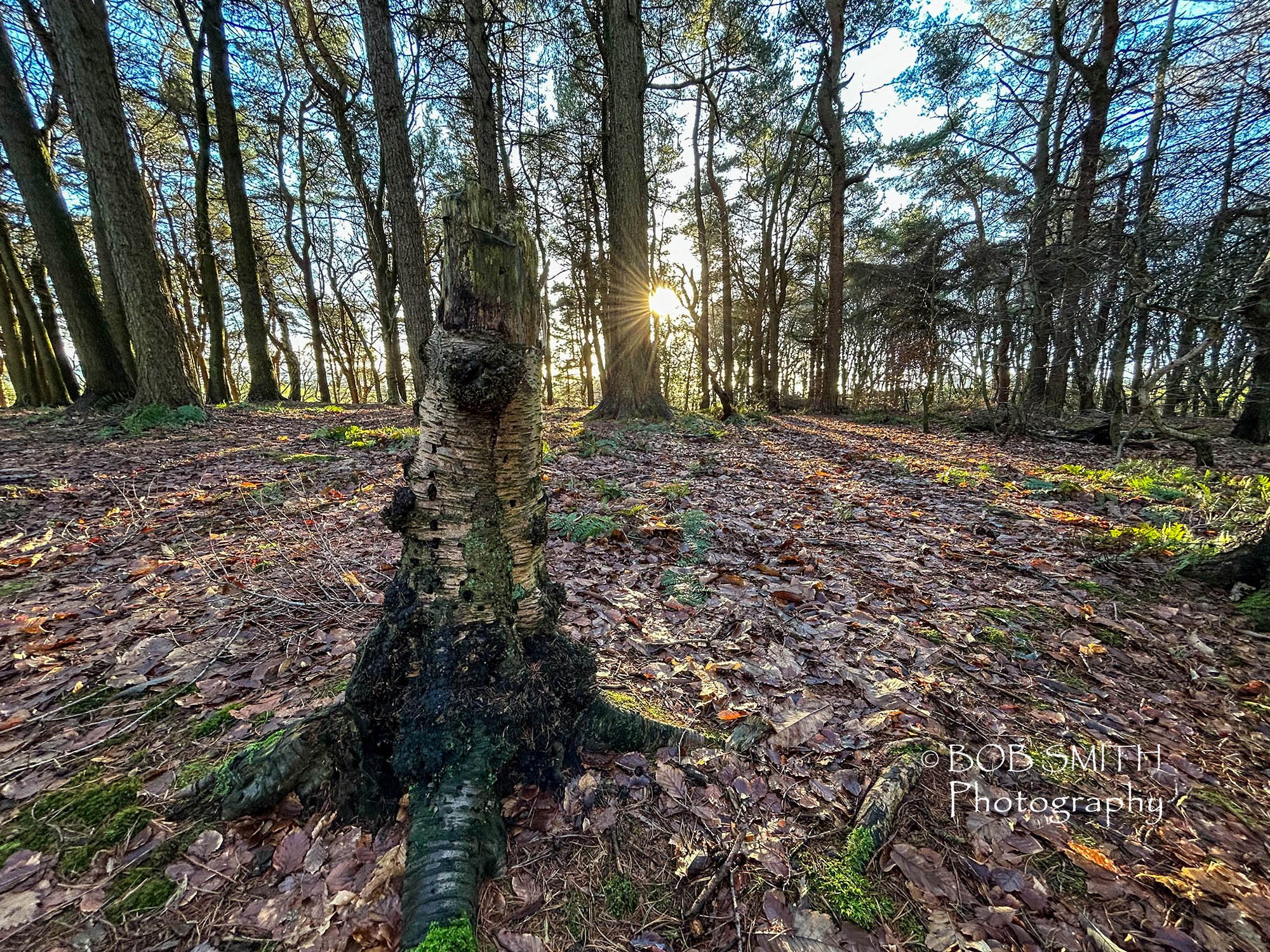 Woodland close to my home