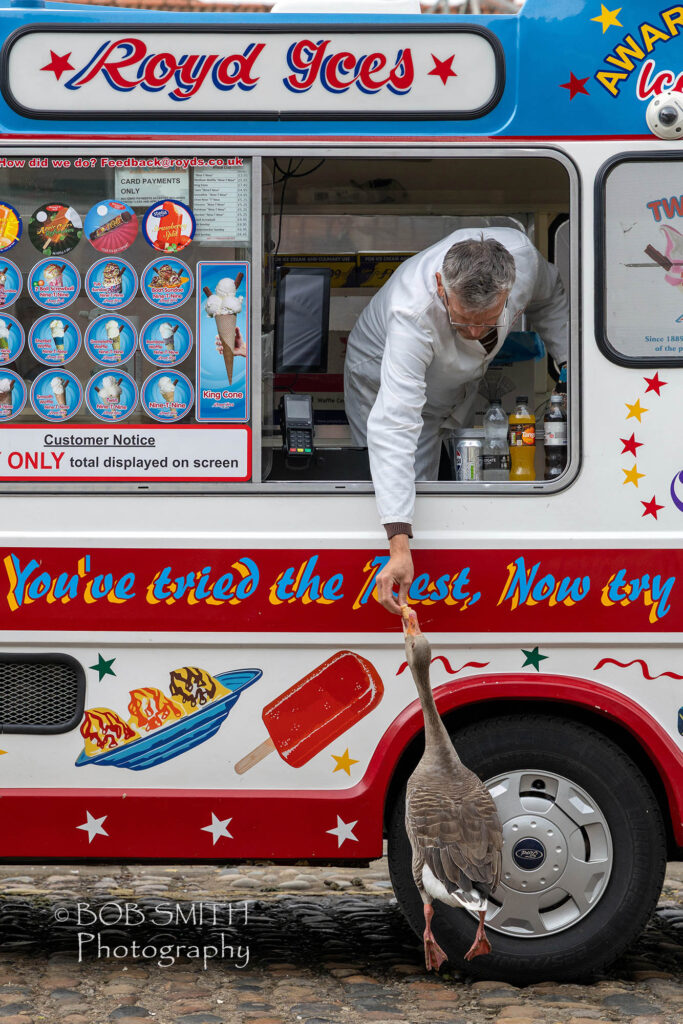 A greylag goose gets a treat from an ice-cream vendor on the York riverside. Photo: Bob Smith Photography