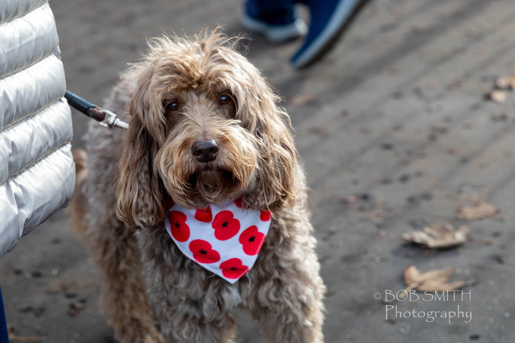 Keighley Remembrance Day, 2025.