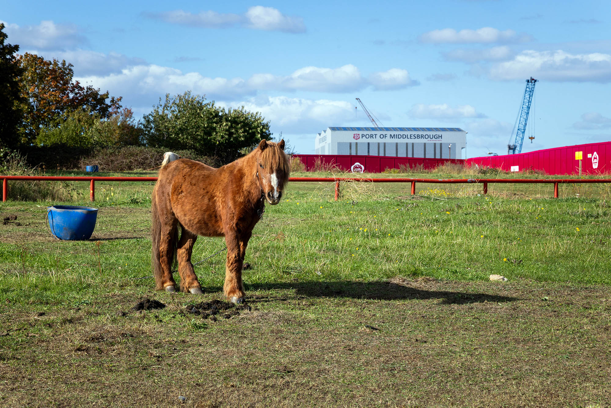 A pony stands on waste ground near the Port of Middlesbrough